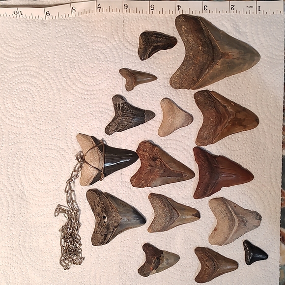 Sharks teeth - Picture 3 of 4